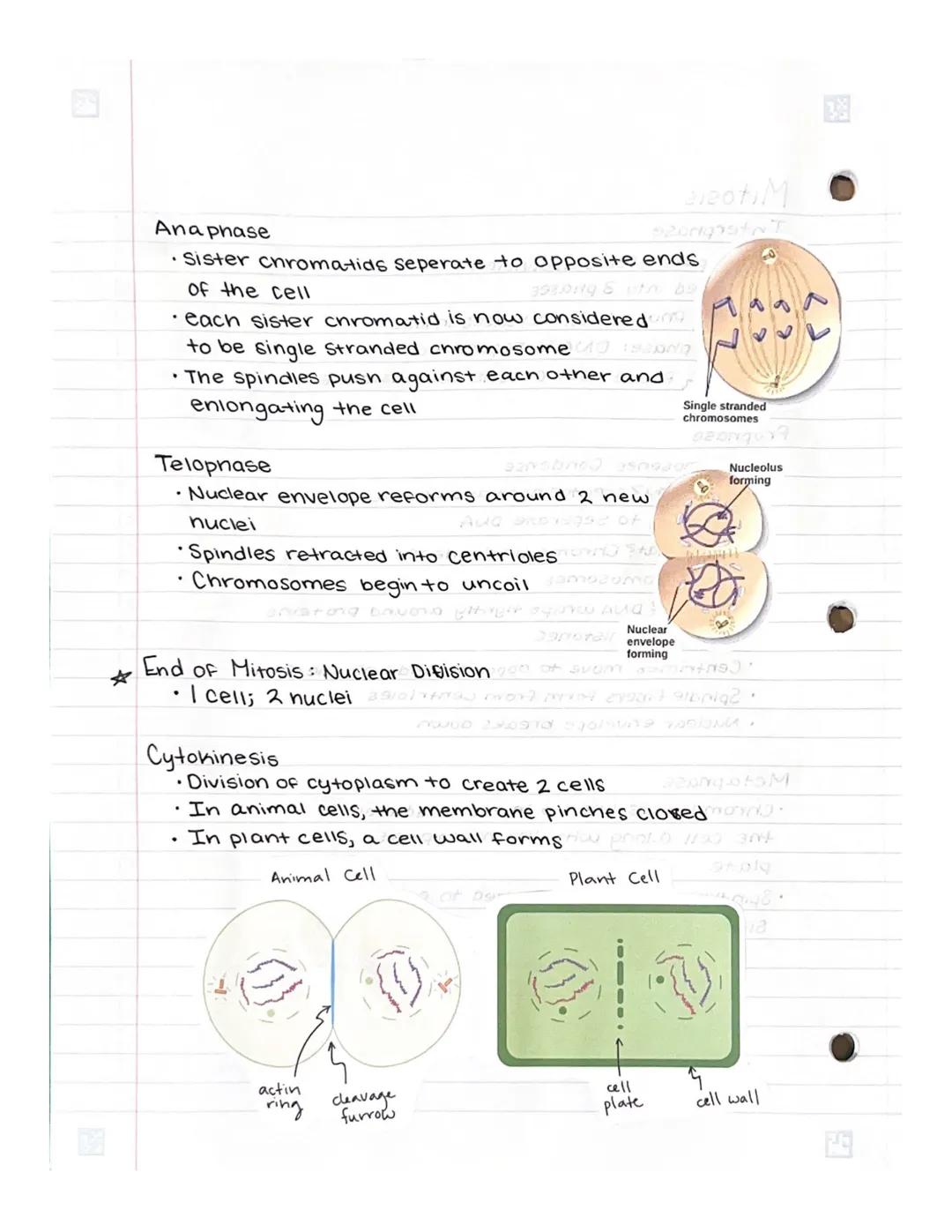 # Mitosis
Interpnase
*   Prepares for cell division
*   Divided into 3 phases
*   G, Phase: Cell increases in size
*   S phase: DNA is repli