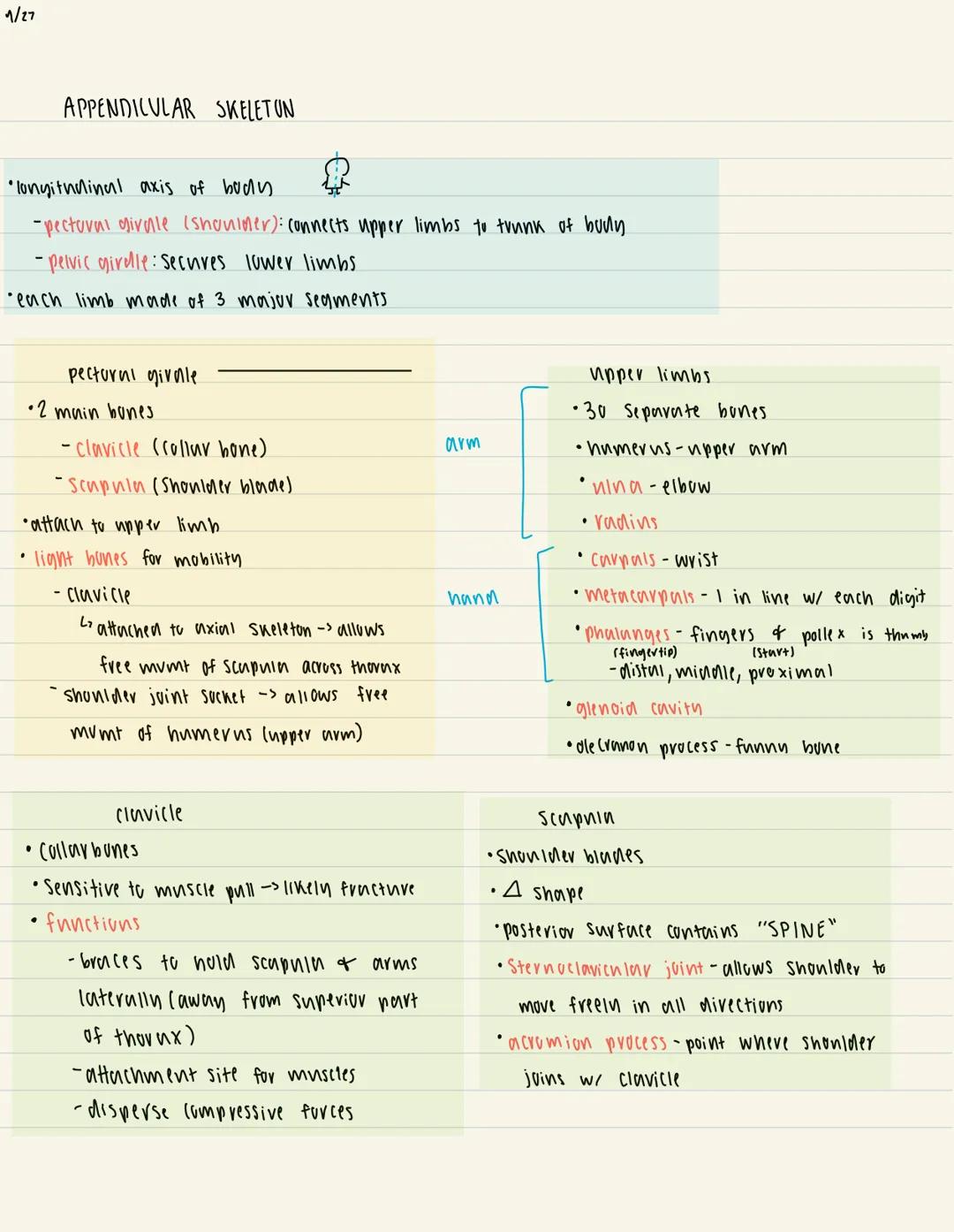 1/27

APPENDICULAR SKELETON

"longitudinal axis of body
-pectorul girale (shoulder): Connects upper limbs to trunk of buly
-pelvic girdle: S