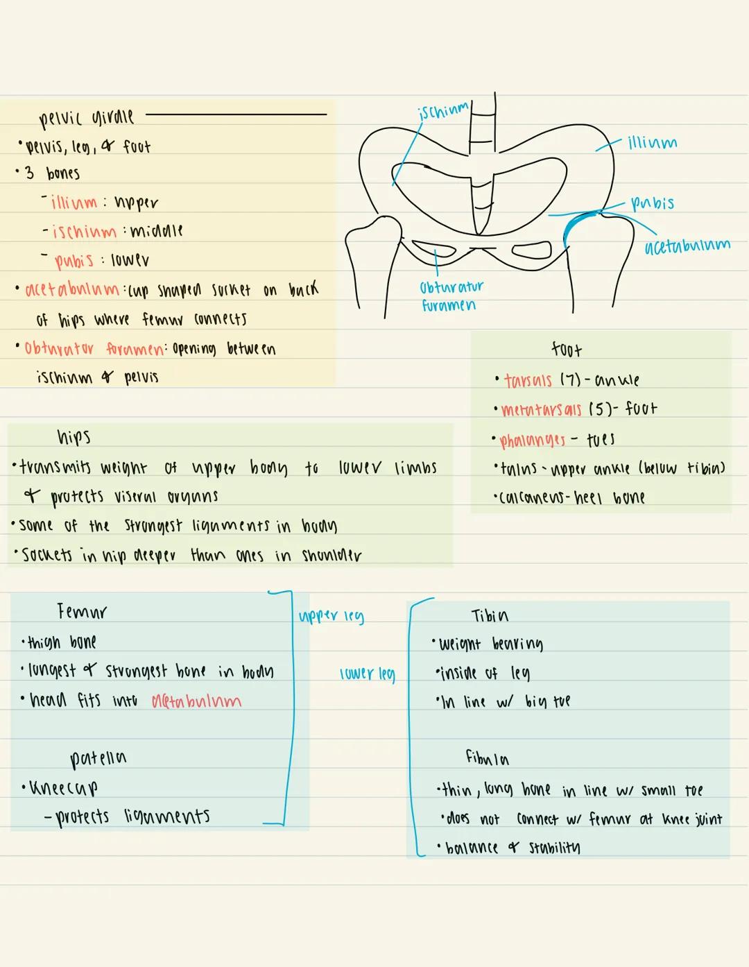 1/27

APPENDICULAR SKELETON

"longitudinal axis of body
-pectorul girale (shoulder): Connects upper limbs to trunk of buly
-pelvic girdle: S