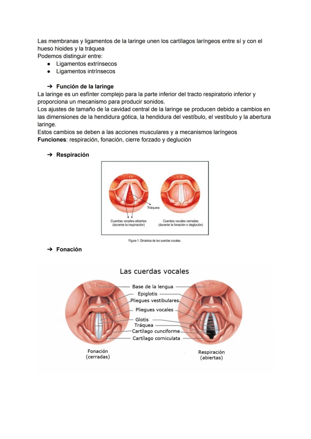 # TEMA 20: APARATO RESPIRATORIO

→ Vía aérea superior
- Nariz
- Faringe
- Laringe
- Tráquea

→ Nariz
La cavidad nasal está situada en el med