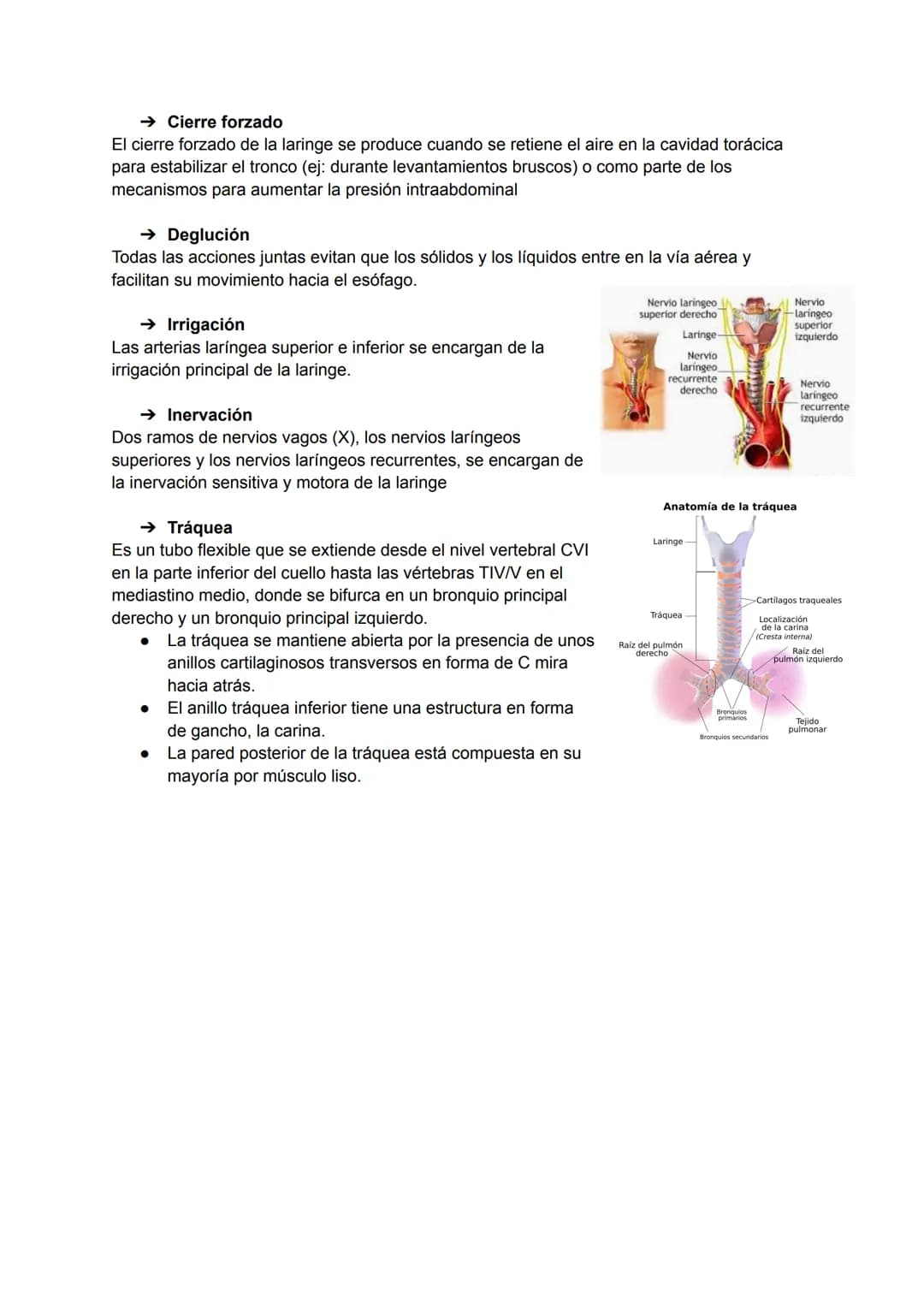 # TEMA 20: APARATO RESPIRATORIO

→ Vía aérea superior
- Nariz
- Faringe
- Laringe
- Tráquea

→ Nariz
La cavidad nasal está situada en el med