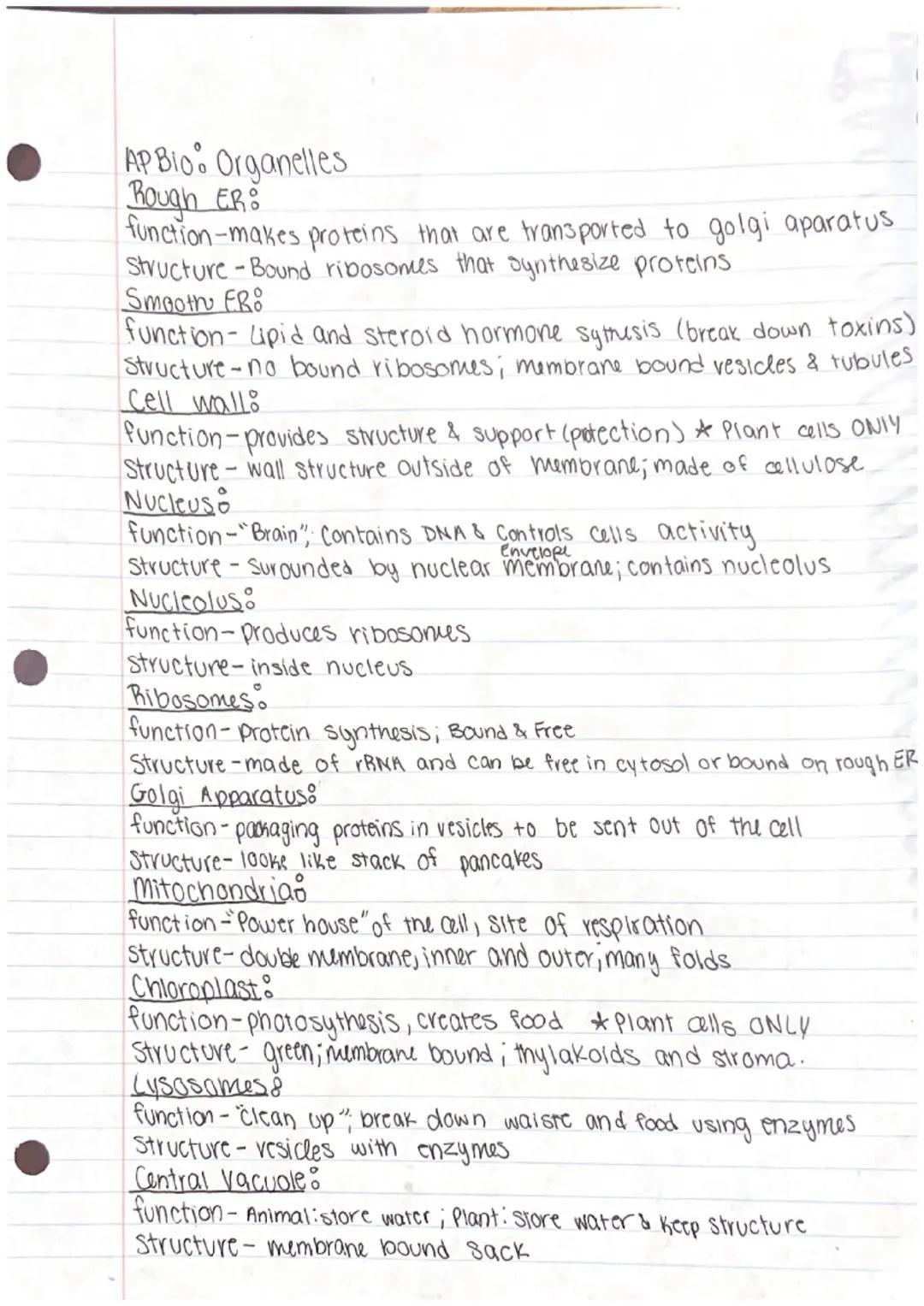 AP Bio: Organelles
Rough ER:
function-makes proteins that are transported to golgi aparatus
Structure-Bound ribosomes that synthesize protei
