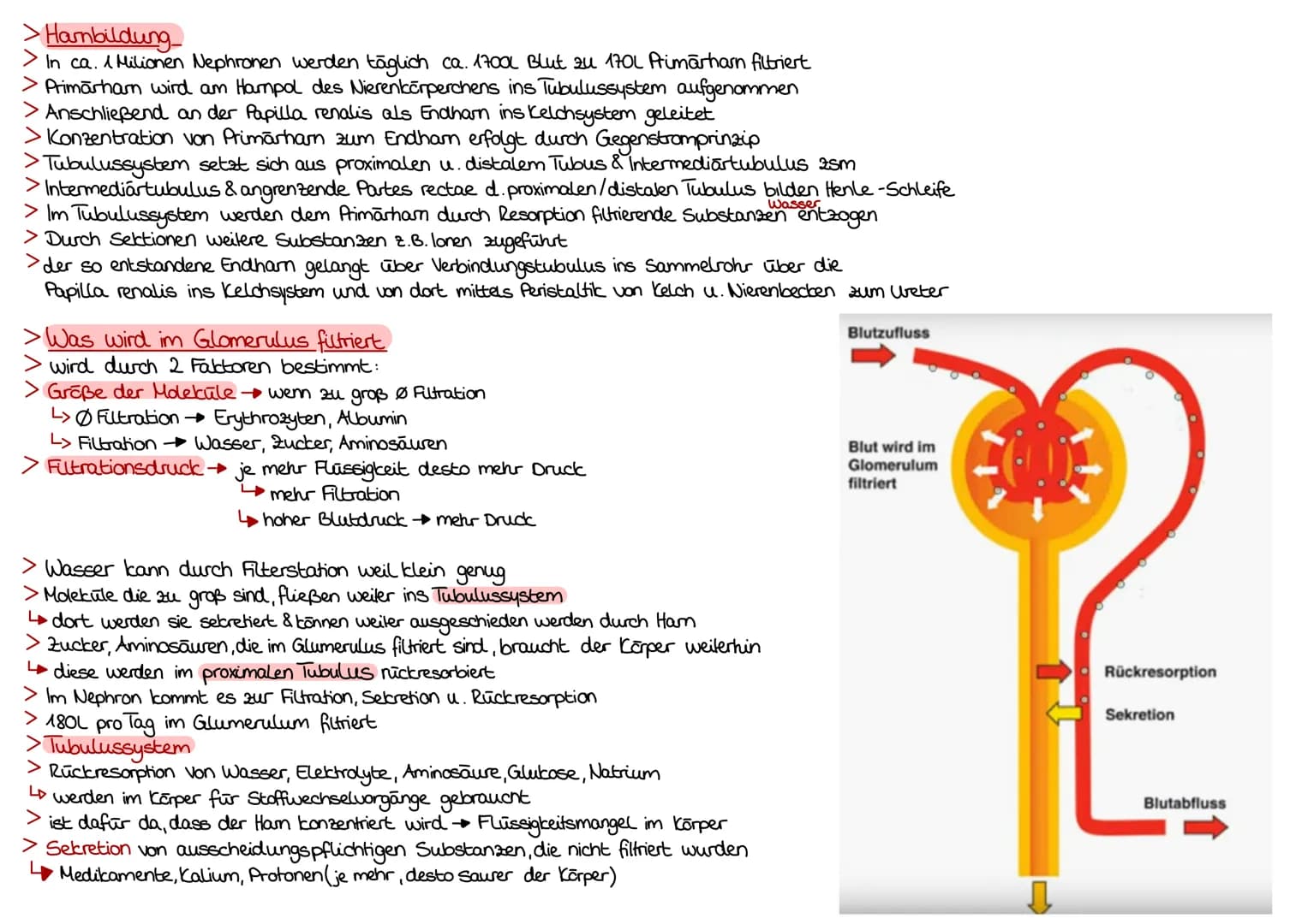 > Aufgaben der Nierenkanālchen
> werden von 2 Haargefäßnetzen der Niere umsponnen
dadurch Sauerstoff & Flüssigkeitsaustausch zw Nierenkanālc