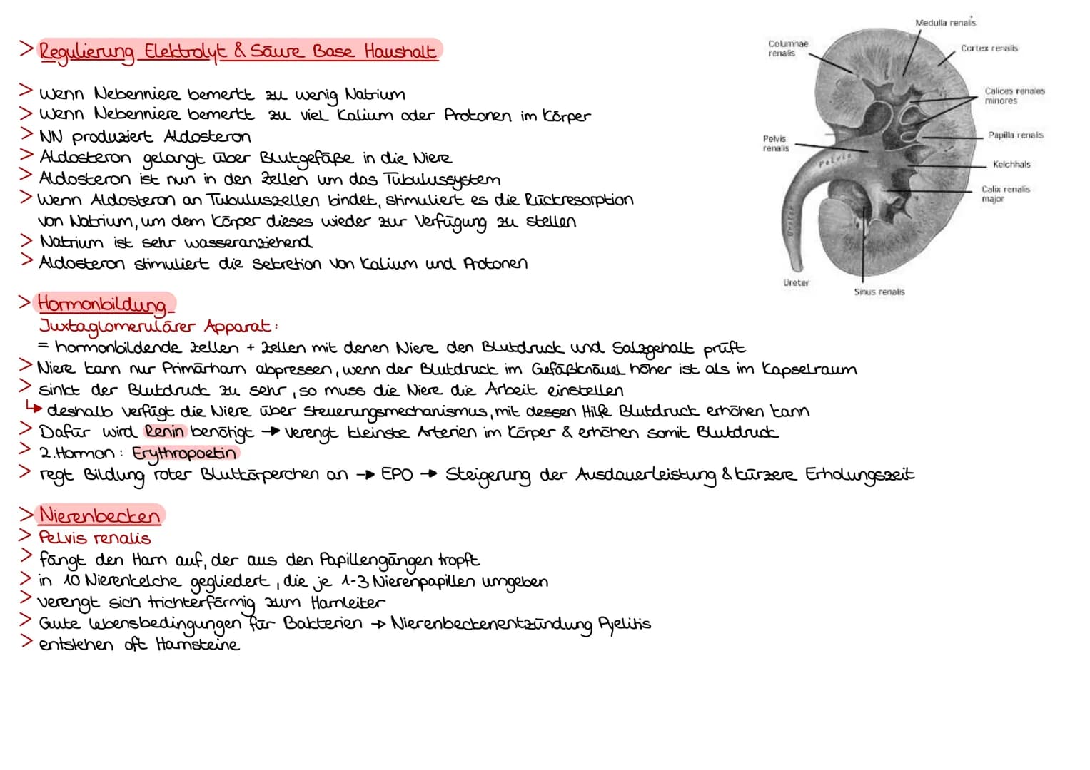 > Aufgaben der Nierenkanālchen
> werden von 2 Haargefäßnetzen der Niere umsponnen
dadurch Sauerstoff & Flüssigkeitsaustausch zw Nierenkanālc