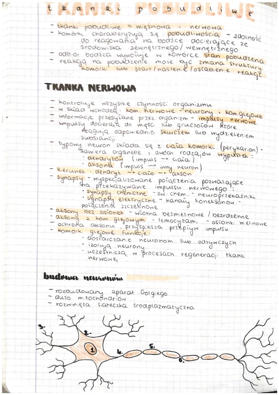 <h2>Tkanka pobudliwa – nerwowa i mięśniowa</h2>
<p>Pobudliwość komórek tkanki nerwowej oraz mięśniowej jest charakteryzowana przez zdolność 