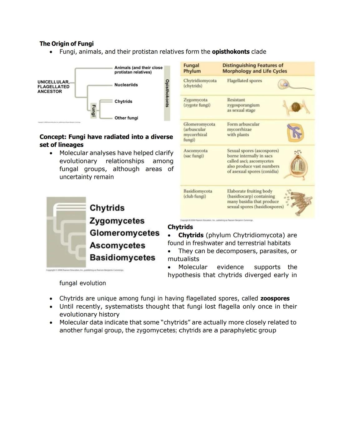FUNGI, ALGAE, PROTOZOA, and PARASITES

- Some fungi have hyphae divided into
cells by septa, with pores allowing cell-
to-cell movement of o