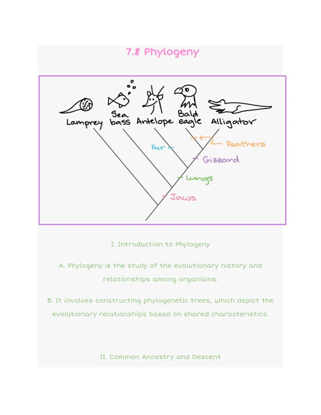 7.8 Phylogeny

Sea
Bald
Lamprey bass Antelope eagle Alligator

Fur

Feathers

Gizzard

Lungs

Jaws

I. Introduction to Phylogeny

A. Phyloge