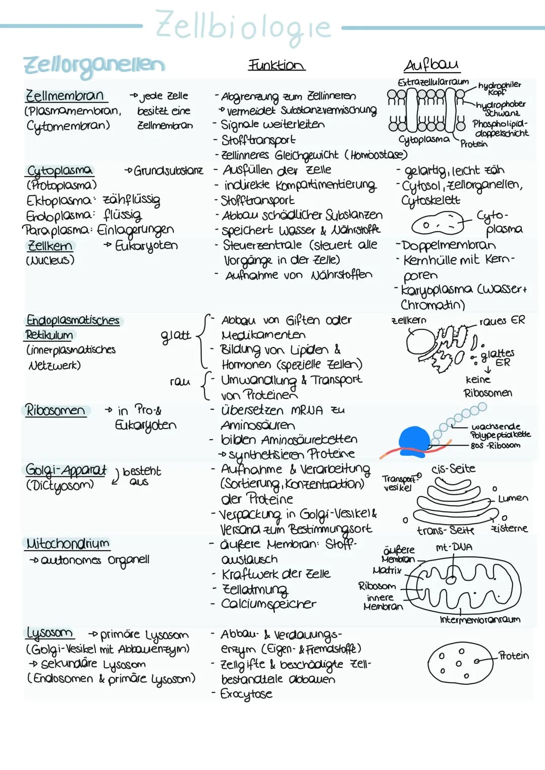 ## Zellbiologie

## Zellorganellen

| Funktion |
| --- |
| - Abgrenzung zum Zellinneren |
| - vermeidet Substanzvermischung |
| - Signale we