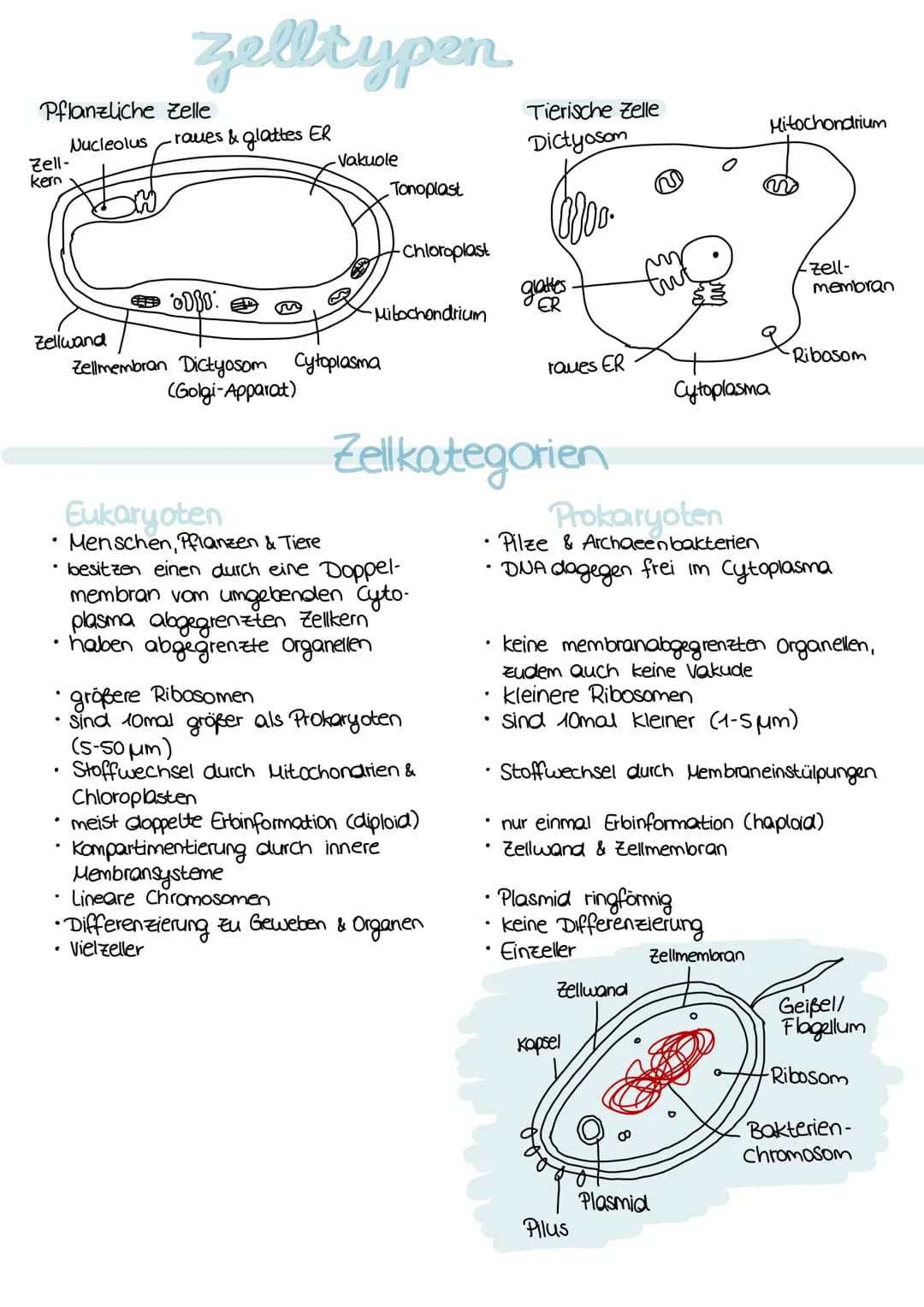 ## Zellbiologie

## Zellorganellen

| Funktion |
| --- |
| - Abgrenzung zum Zellinneren |
| - vermeidet Substanzvermischung |
| - Signale we
