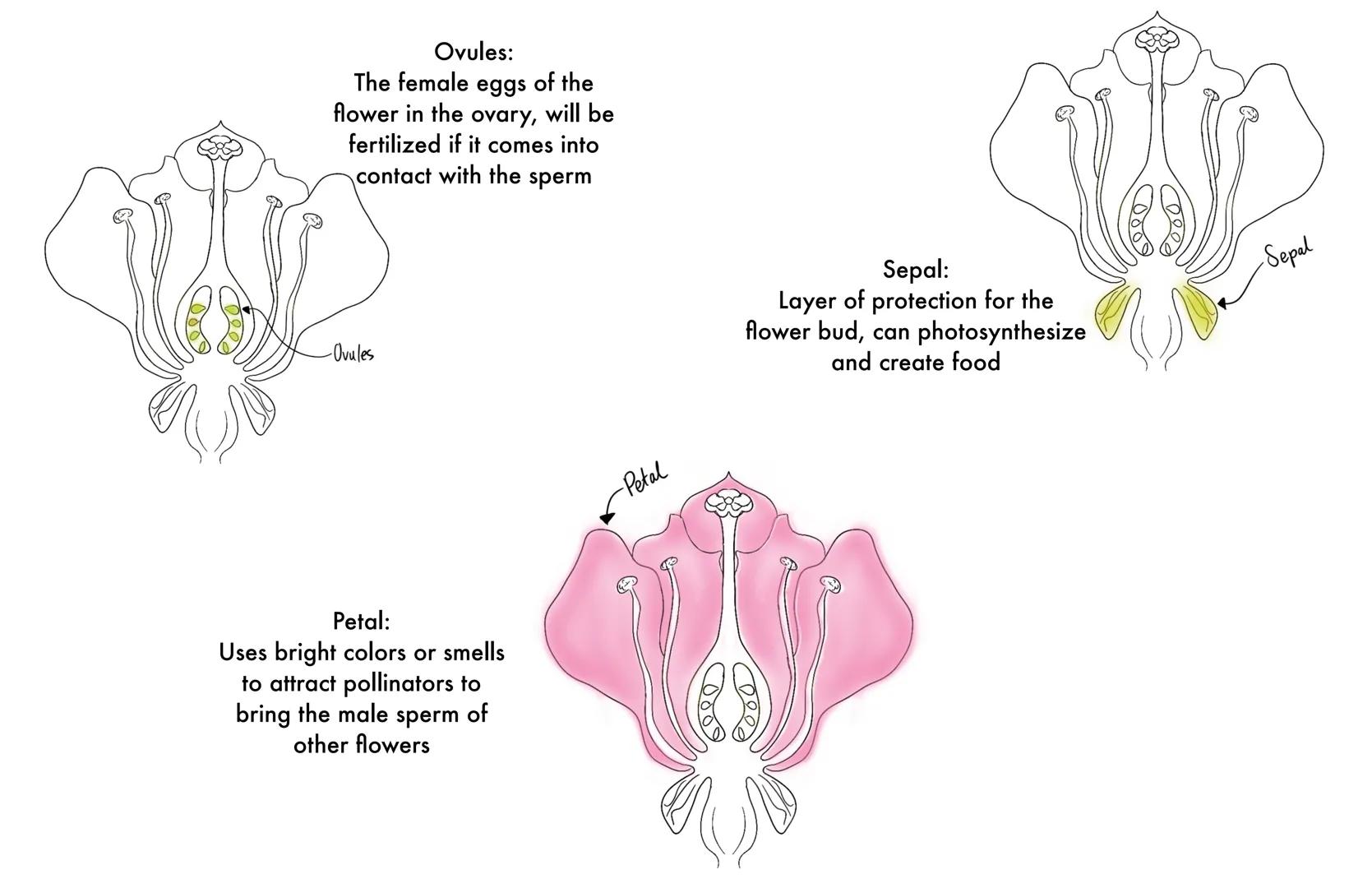 Style

Stigma

Style:
Assists with fertilization, the
tube the pollen will travel
down before reaching the
eggs

Ovary

Ovary:
Creates & con