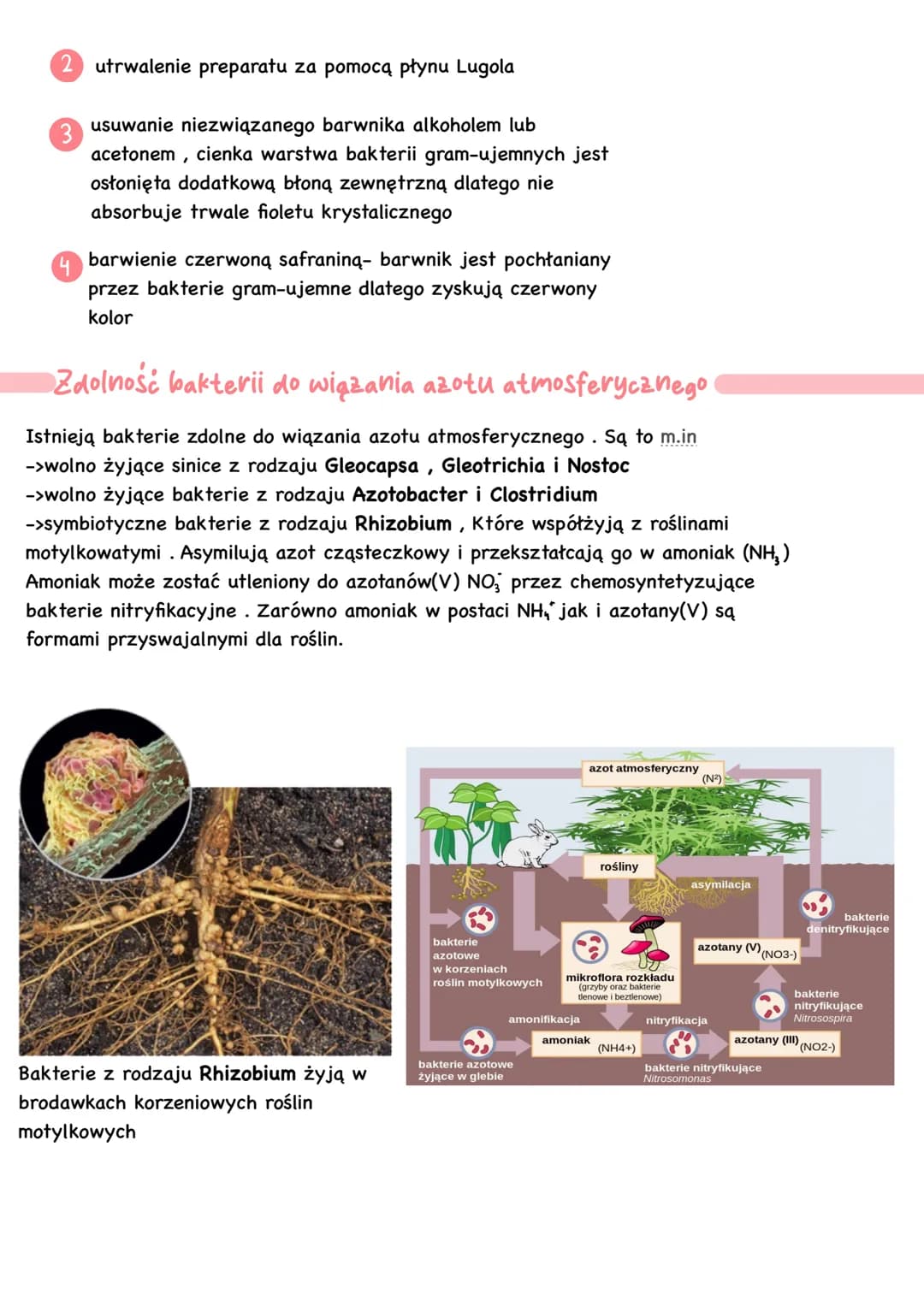 # Bakterie i archeowce

-> są organizmami prokariotycznymi
(bez jądra komórkowego)

-> są organizmami
kosmopolitycznymi- występują na
całej 