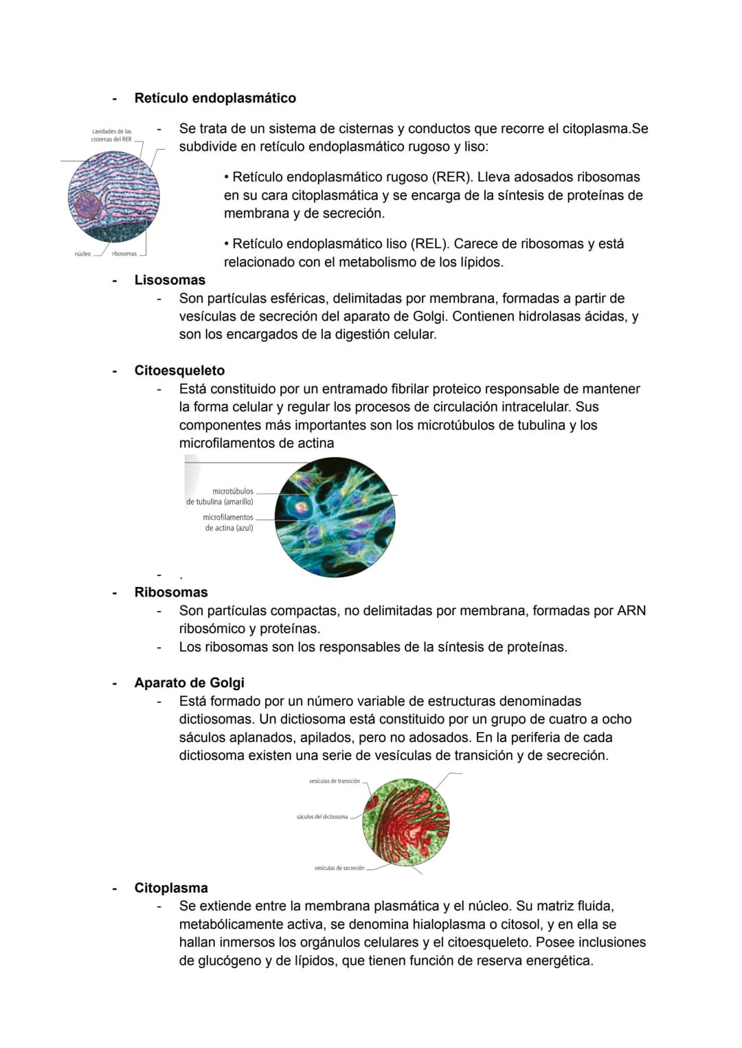 <h2>Teoría Celular: Resumen</h2>
<p>La teoría celular es una parte fundamental de la biología que establece que la célula es la unidad básic