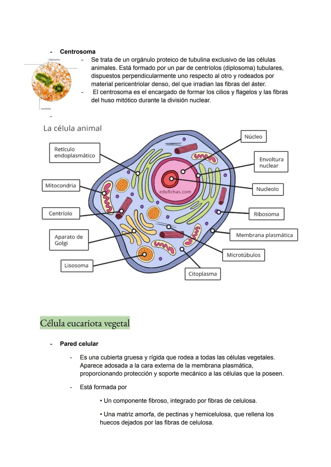 <h2>Teoría Celular: Resumen</h2>
<p>La teoría celular es una parte fundamental de la biología que establece que la célula es la unidad básic
