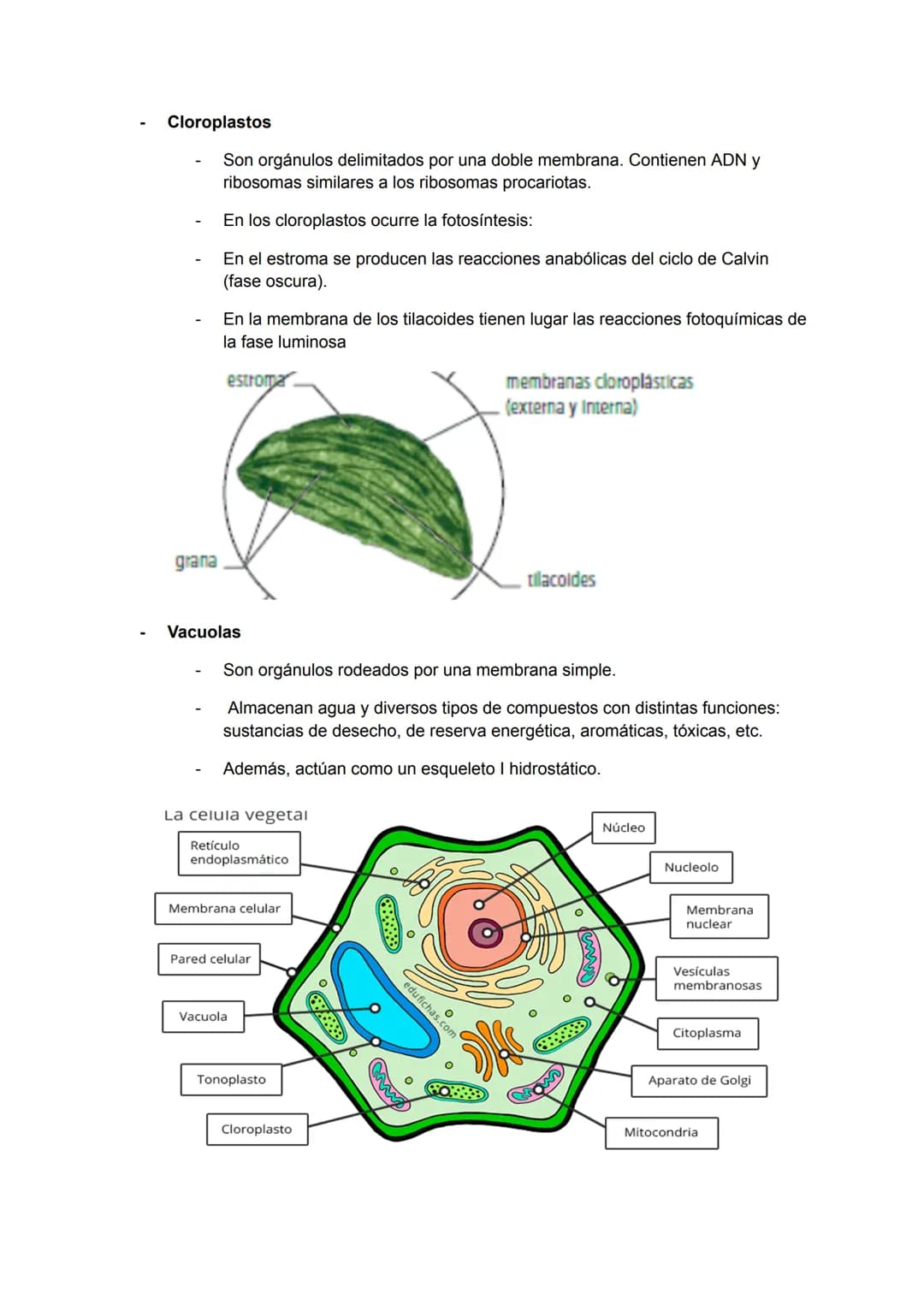 <h2>Teoría Celular: Resumen</h2>
<p>La teoría celular es una parte fundamental de la biología que establece que la célula es la unidad básic
