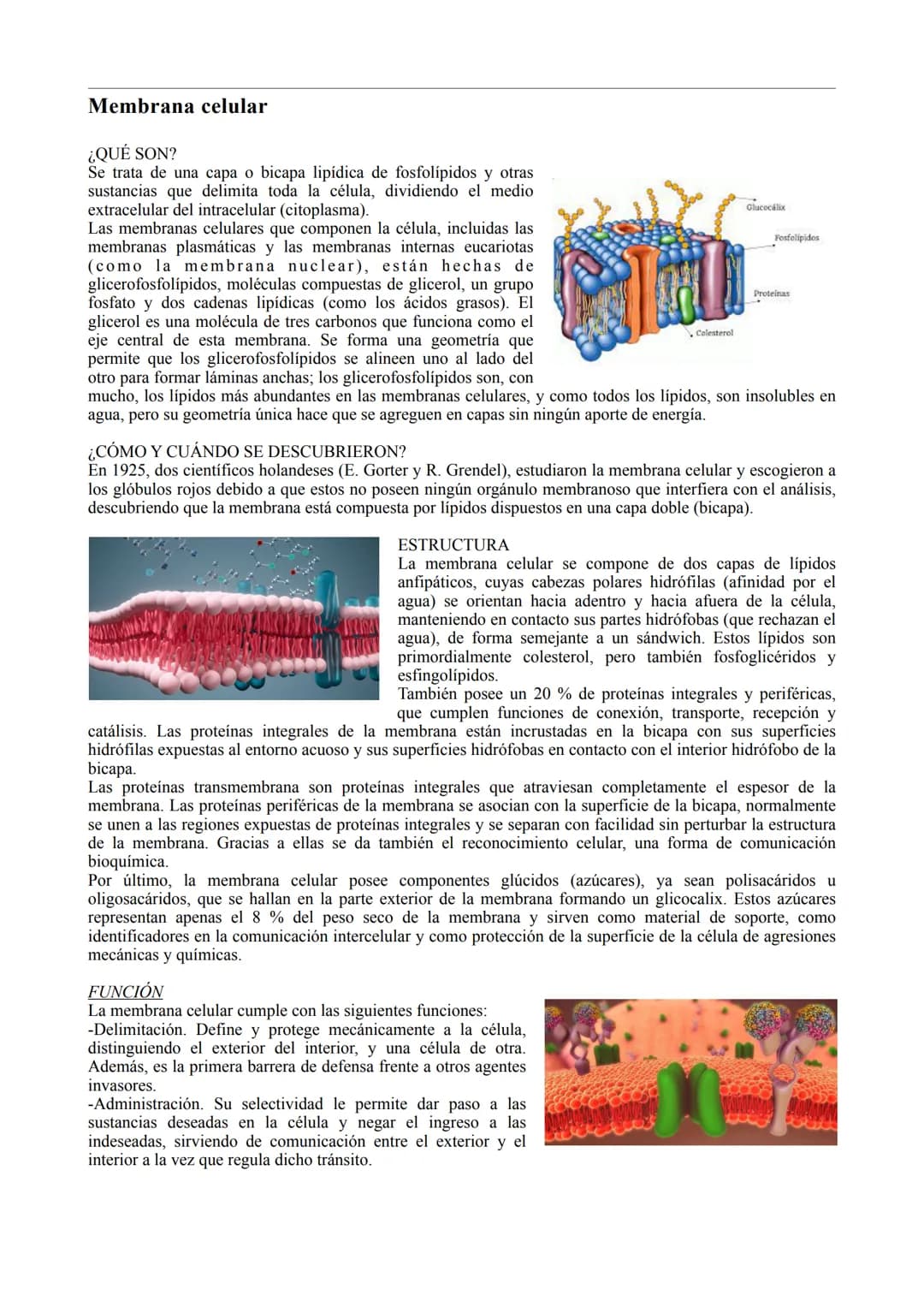 # LA CÉLULA

TIPOS DE CÉLULA

La célula procariota:

Las células procariotas estructuralmente son las más simples y pequeñas. Como toda célu