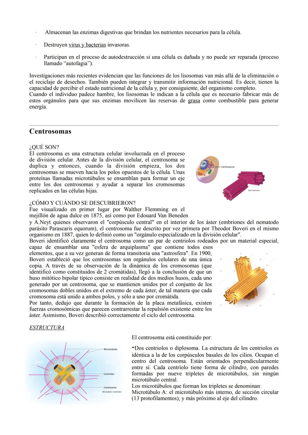 # LA CÉLULA

TIPOS DE CÉLULA

La célula procariota:

Las células procariotas estructuralmente son las más simples y pequeñas. Como toda célu