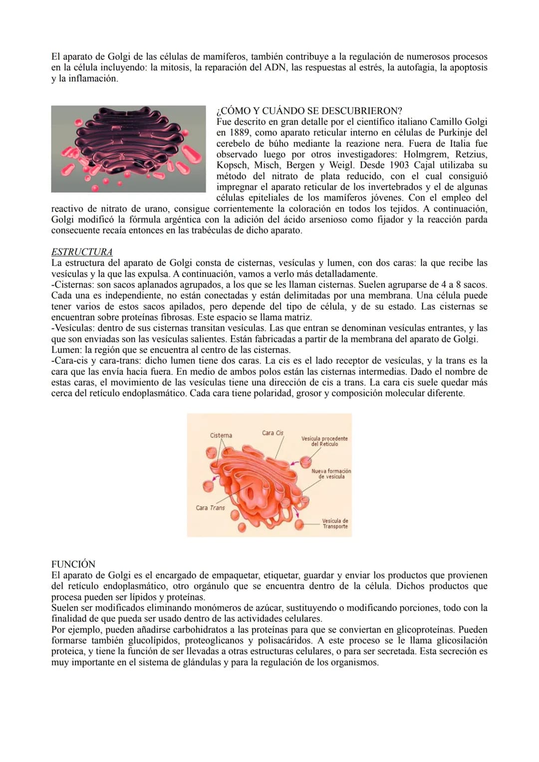 # LA CÉLULA

TIPOS DE CÉLULA

La célula procariota:

Las células procariotas estructuralmente son las más simples y pequeñas. Como toda célu