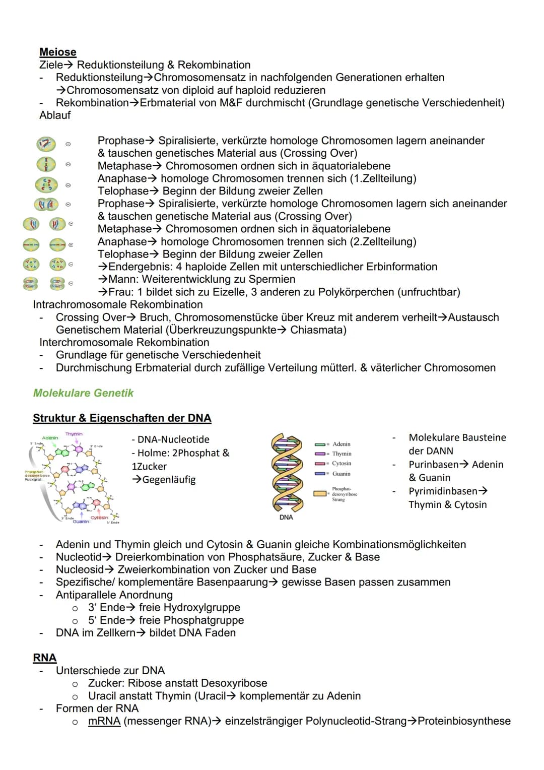 # Genetik

Cytogenetik (Teilgebeit mit Chromosomen & Vererbung auf zellulärer Ebene)

Chromosomen

- Im Zellkern des Menschen & tragen Gene 