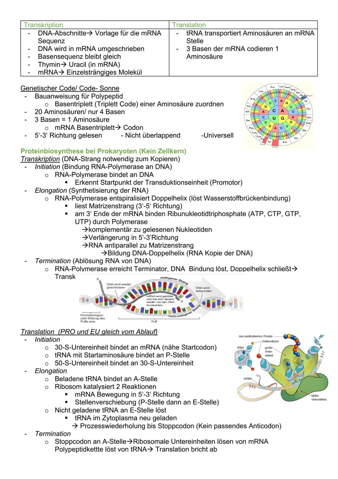 # Genetik

Cytogenetik (Teilgebeit mit Chromosomen & Vererbung auf zellulärer Ebene)

Chromosomen

- Im Zellkern des Menschen & tragen Gene 