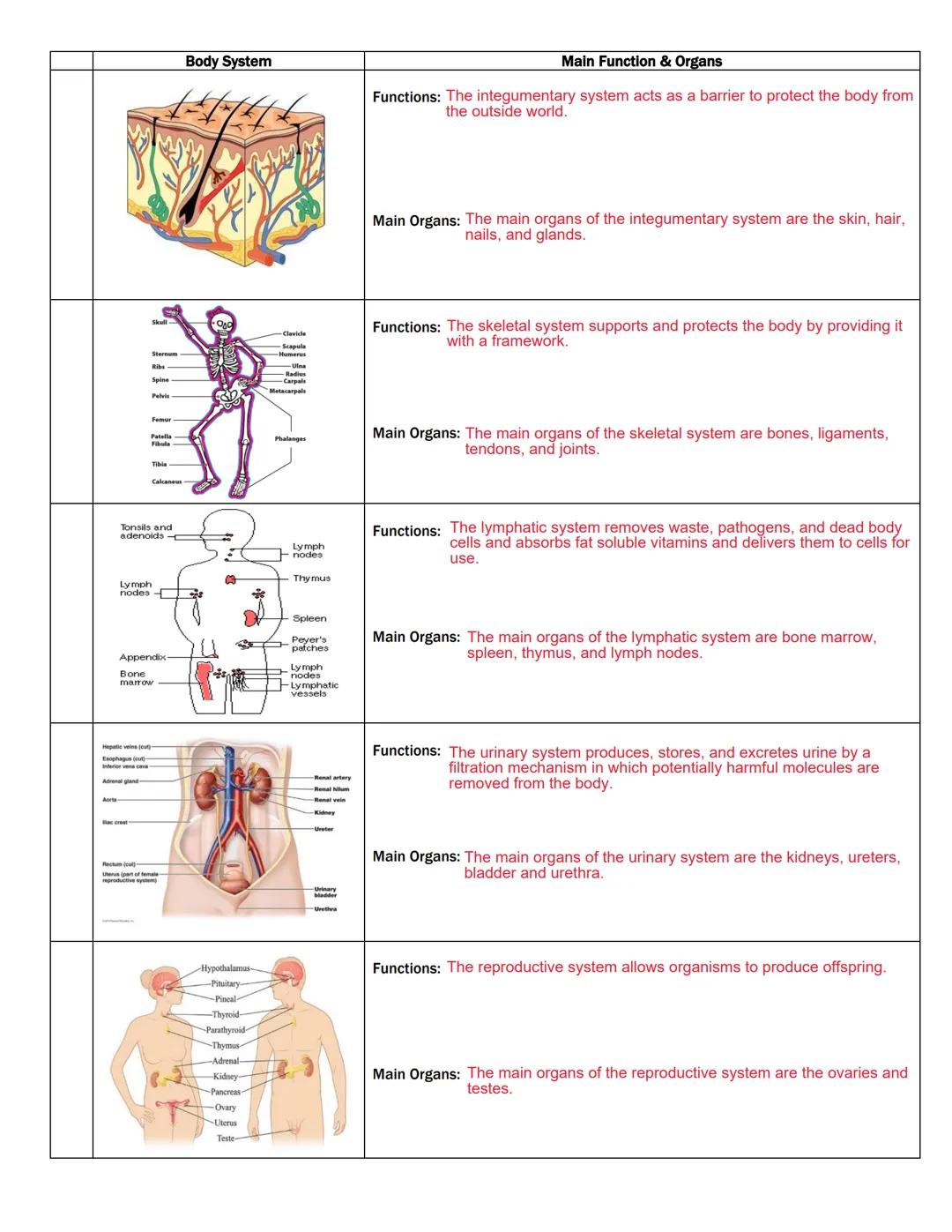 Body System
Nasal Cavity Plus
Paranasal Sa
Oral Cavity
Pharynx
Larynx
Trachea.
Carl
Strachea
Right Main
Left Lung
Parietal Pleura
Ribs
Main 