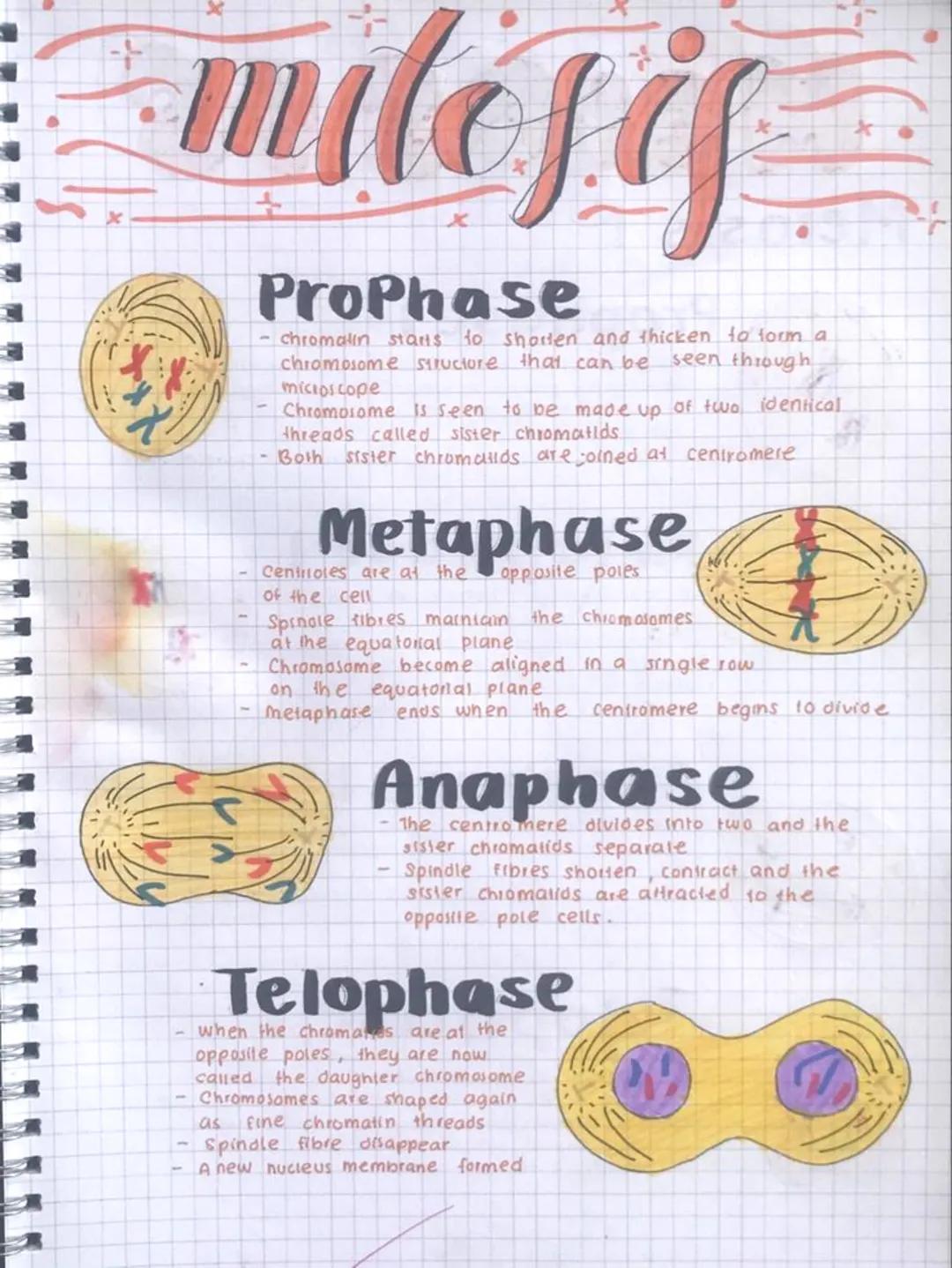 ## ProPhase
- chromatin starts to shorten and thicken to form a
chromosome structure that can be seen through
micioscope.
- Chromosome is se