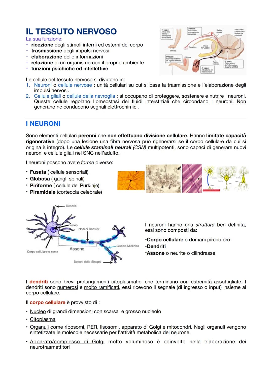 # IL TESSUTO NERVOSO

La sua funzione:
- ricezione degli stimoli interni ed esterni del corpo
- trasmissione degli impulsi nervosi
- elabora