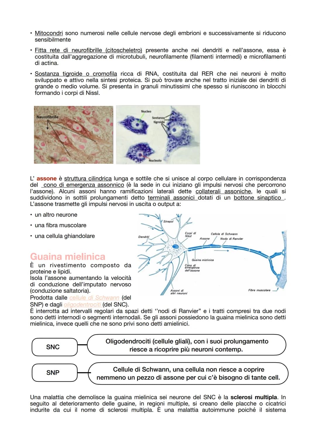 # IL TESSUTO NERVOSO

La sua funzione:
- ricezione degli stimoli interni ed esterni del corpo
- trasmissione degli impulsi nervosi
- elabora