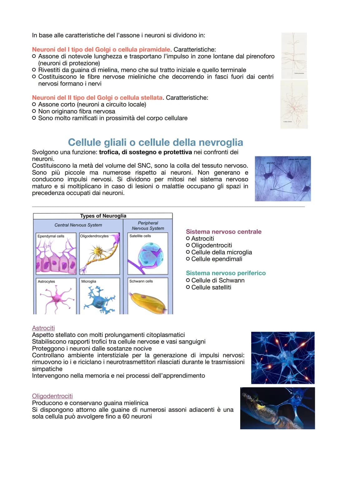 # IL TESSUTO NERVOSO

La sua funzione:
- ricezione degli stimoli interni ed esterni del corpo
- trasmissione degli impulsi nervosi
- elabora
