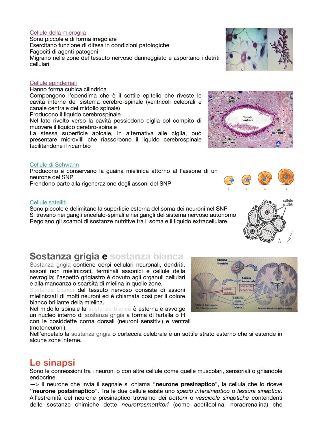 # IL TESSUTO NERVOSO

La sua funzione:
- ricezione degli stimoli interni ed esterni del corpo
- trasmissione degli impulsi nervosi
- elabora