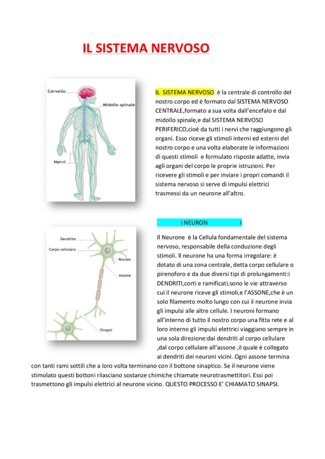 # IL SISTEMA NERVOSO

Cervello

Midollo spinale

Nervi

IL SISTEMA NERVOSO è la centrale di controllo del
nostro corpo ed è formato dal SIST