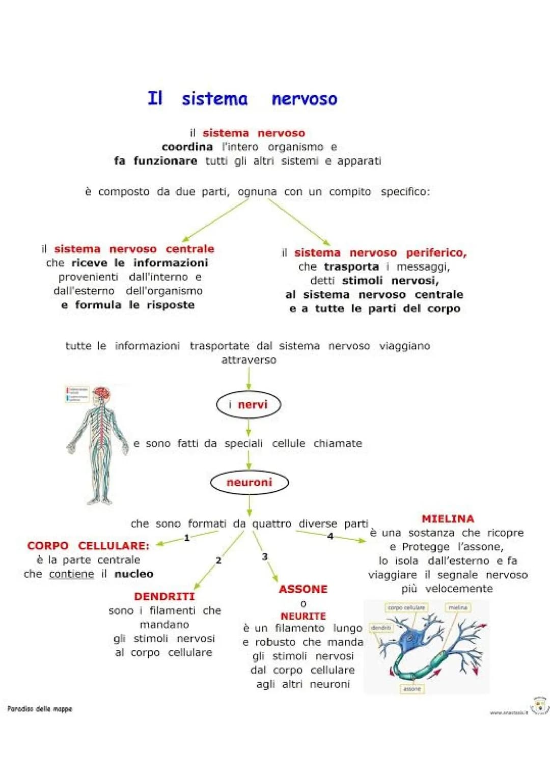 # IL SISTEMA NERVOSO

Cervello

Midollo spinale

Nervi

IL SISTEMA NERVOSO è la centrale di controllo del
nostro corpo ed è formato dal SIST