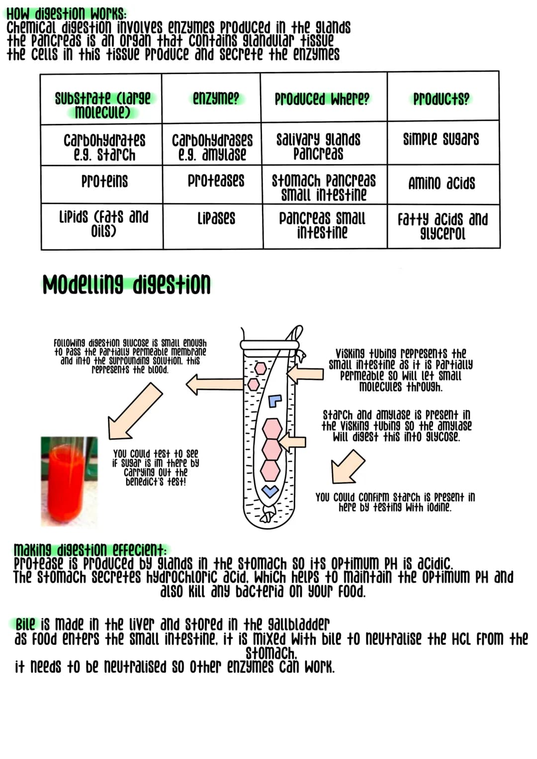 
<h2>Levels of Organization Biology</h2>
<p>Cells are the smallest unit of all living organisms, for example, muscle cell, red blood cell, a