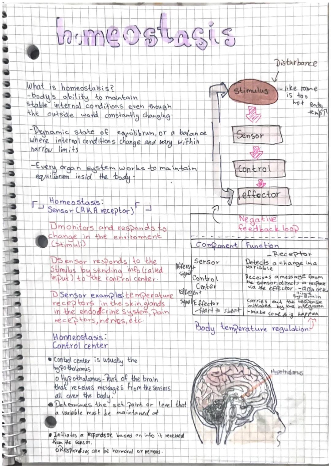 # Directional Terms and Joint Moveme
-nt.

## Anatomical Position

sughal
Mane

Tromsverse
Plane

Medial
coserto
Lateral
Carther
Body Planes