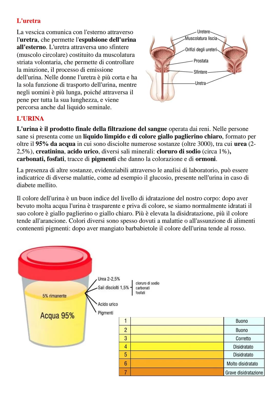 # Apparato urinario o escretore

L'apparato urinario (o escretore) è l'insieme degli organi e delle strutture il cui compito
è quello di fil