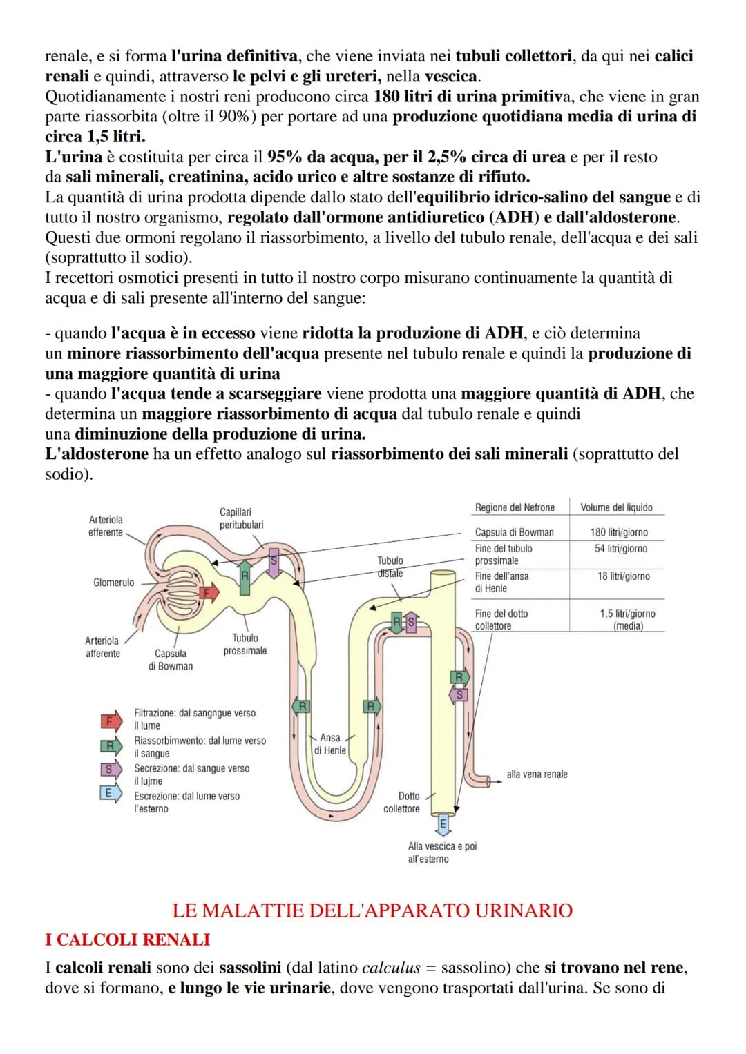 # Apparato urinario o escretore

L'apparato urinario (o escretore) è l'insieme degli organi e delle strutture il cui compito
è quello di fil