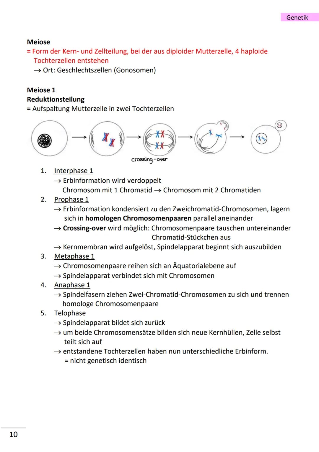 # Genetik

wichtige Begriffe

Population Gesamtheit der an einem Ort vorhandenen Individuen einer Art
Variabilität Vielfältigkeit/Verschiede