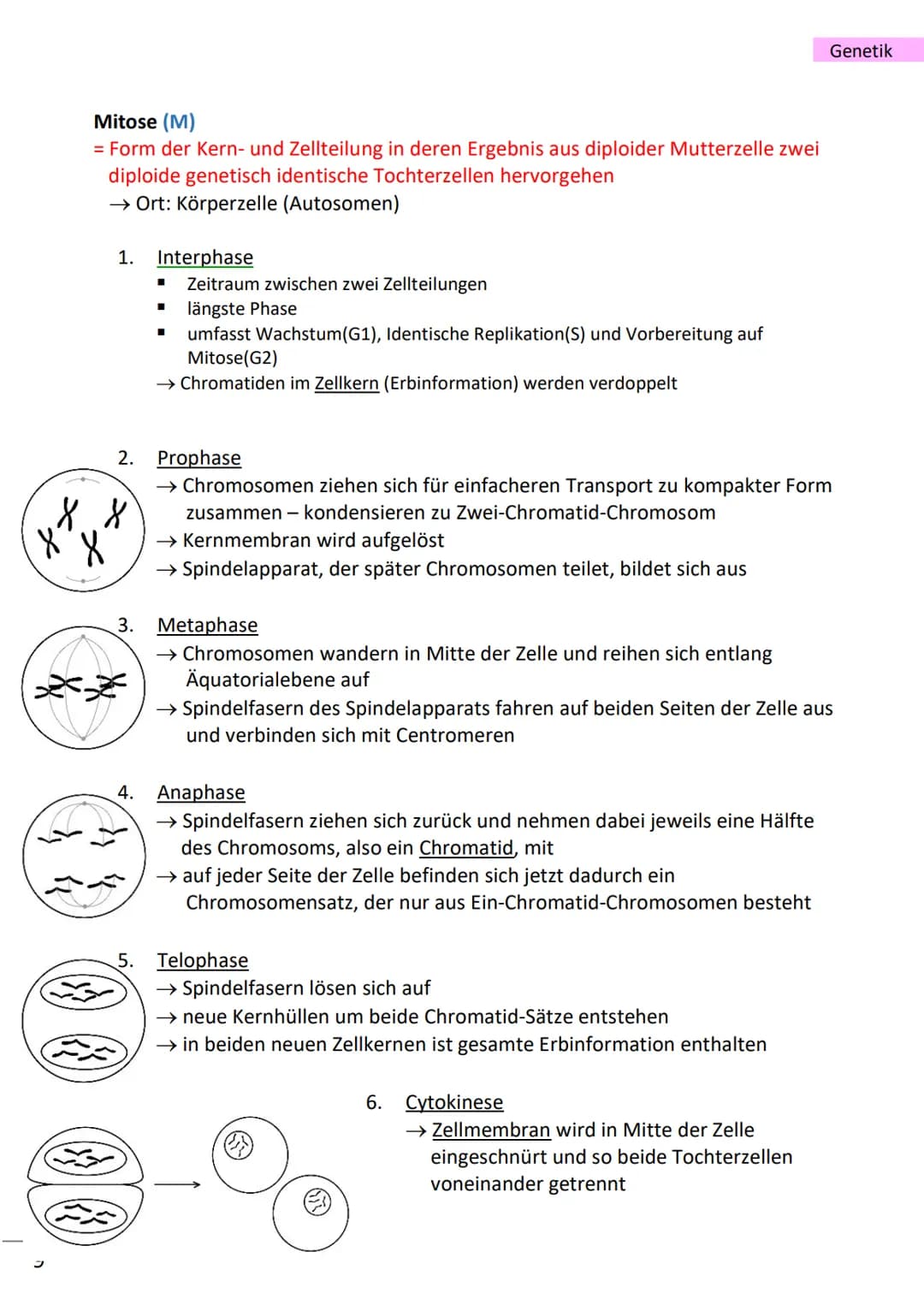# Genetik

wichtige Begriffe

Population Gesamtheit der an einem Ort vorhandenen Individuen einer Art
Variabilität Vielfältigkeit/Verschiede