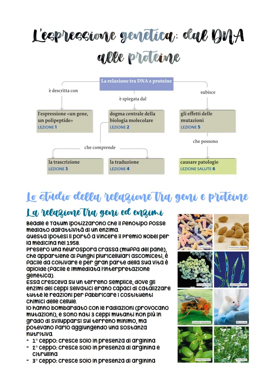 # L'espressione genetica: dal DNA

alle proteine

è descritta con

l'espressione «un gene,
un polipeptide>>>
LEZIONE 1

La relazione tra DNA