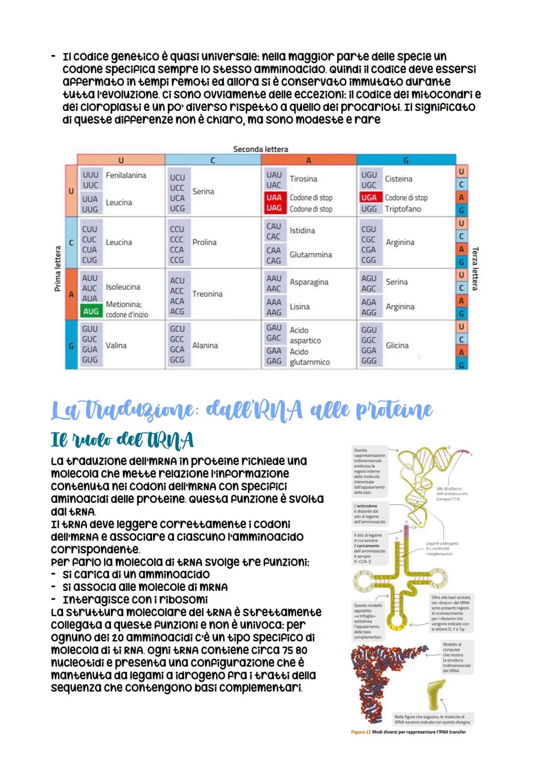 # L'espressione genetica: dal DNA

alle proteine

è descritta con

l'espressione «un gene,
un polipeptide>>>
LEZIONE 1

La relazione tra DNA