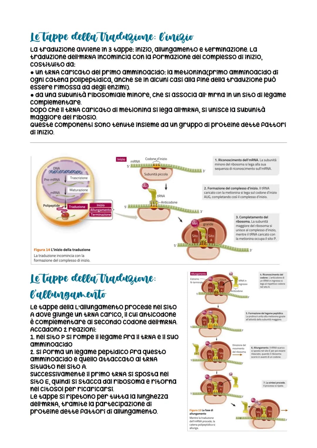 # L'espressione genetica: dal DNA

alle proteine

è descritta con

l'espressione «un gene,
un polipeptide>>>
LEZIONE 1

La relazione tra DNA