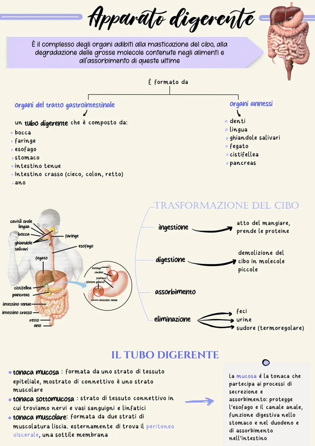 # Apparato digerente

È il complesso degli organi adibiti alla masticazione del cibo, alla
degradazione delle grosse molecole contenute negl