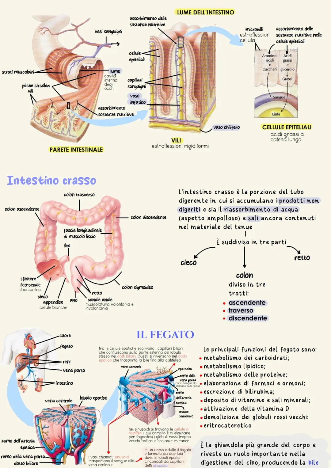 # Apparato digerente

È il complesso degli organi adibiti alla masticazione del cibo, alla
degradazione delle grosse molecole contenute negl