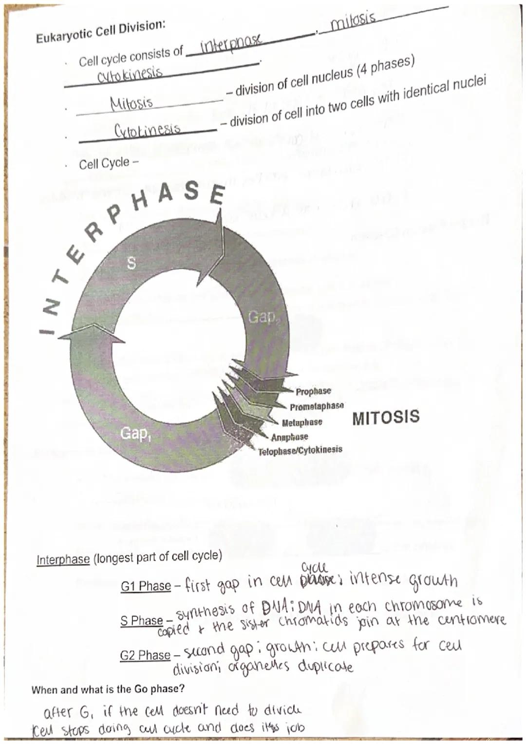 Bio I
Unit 5 Notes: Cell Reproduction
Maryanna s.

Chromosome Structure:
*   Chromosomes are rod-shaped structures made
of DNA and protein
*