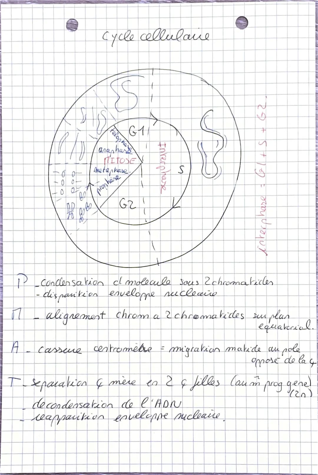 SVT cellule.

cellule = plus petite unite structural et fonctionelle

patrimoine generique est sous forme de
molecule d'ADN

A---Tuminine --