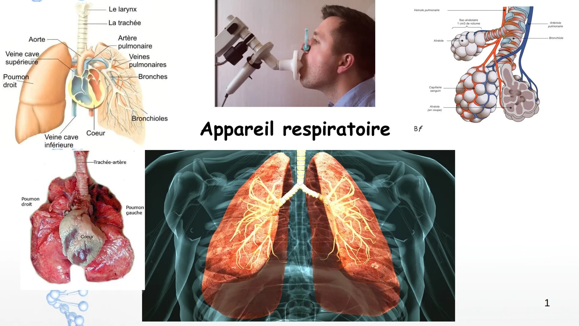 Aorte

Veine cave
supérieure

Poumon
droit

Poumon
droit

Le larynx

La trachée

Artère
pulmonaire

Veines
pulmonaires

Bronches

Veinule pu