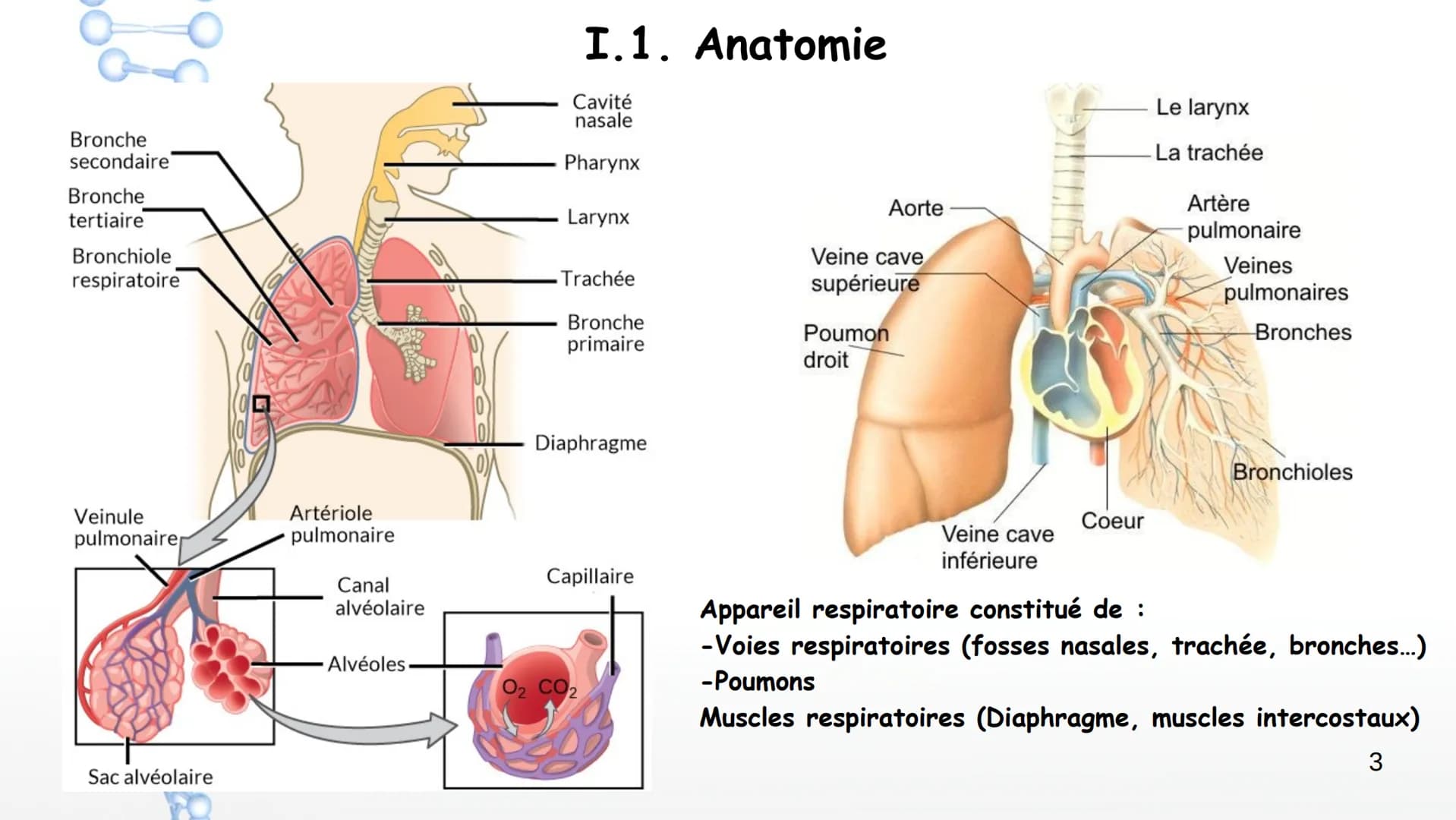 Aorte

Veine cave
supérieure

Poumon
droit

Poumon
droit

Le larynx

La trachée

Artère
pulmonaire

Veines
pulmonaires

Bronches

Veinule pu