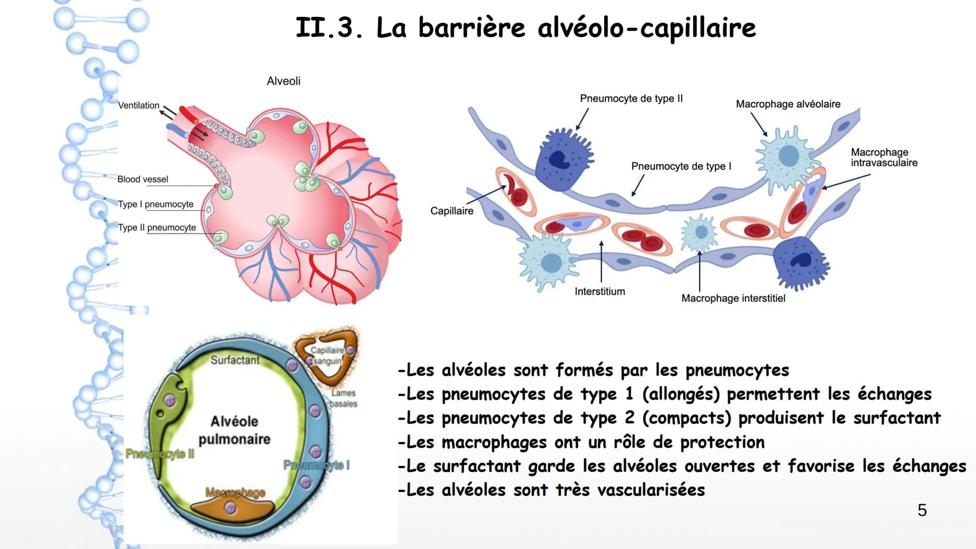 Aorte

Veine cave
supérieure

Poumon
droit

Poumon
droit

Le larynx

La trachée

Artère
pulmonaire

Veines
pulmonaires

Bronches

Veinule pu