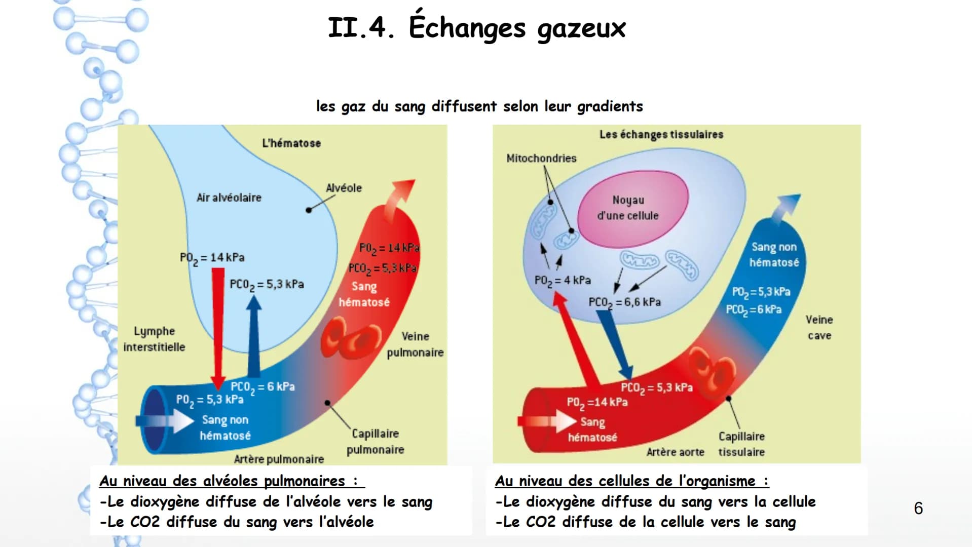Aorte

Veine cave
supérieure

Poumon
droit

Poumon
droit

Le larynx

La trachée

Artère
pulmonaire

Veines
pulmonaires

Bronches

Veinule pu