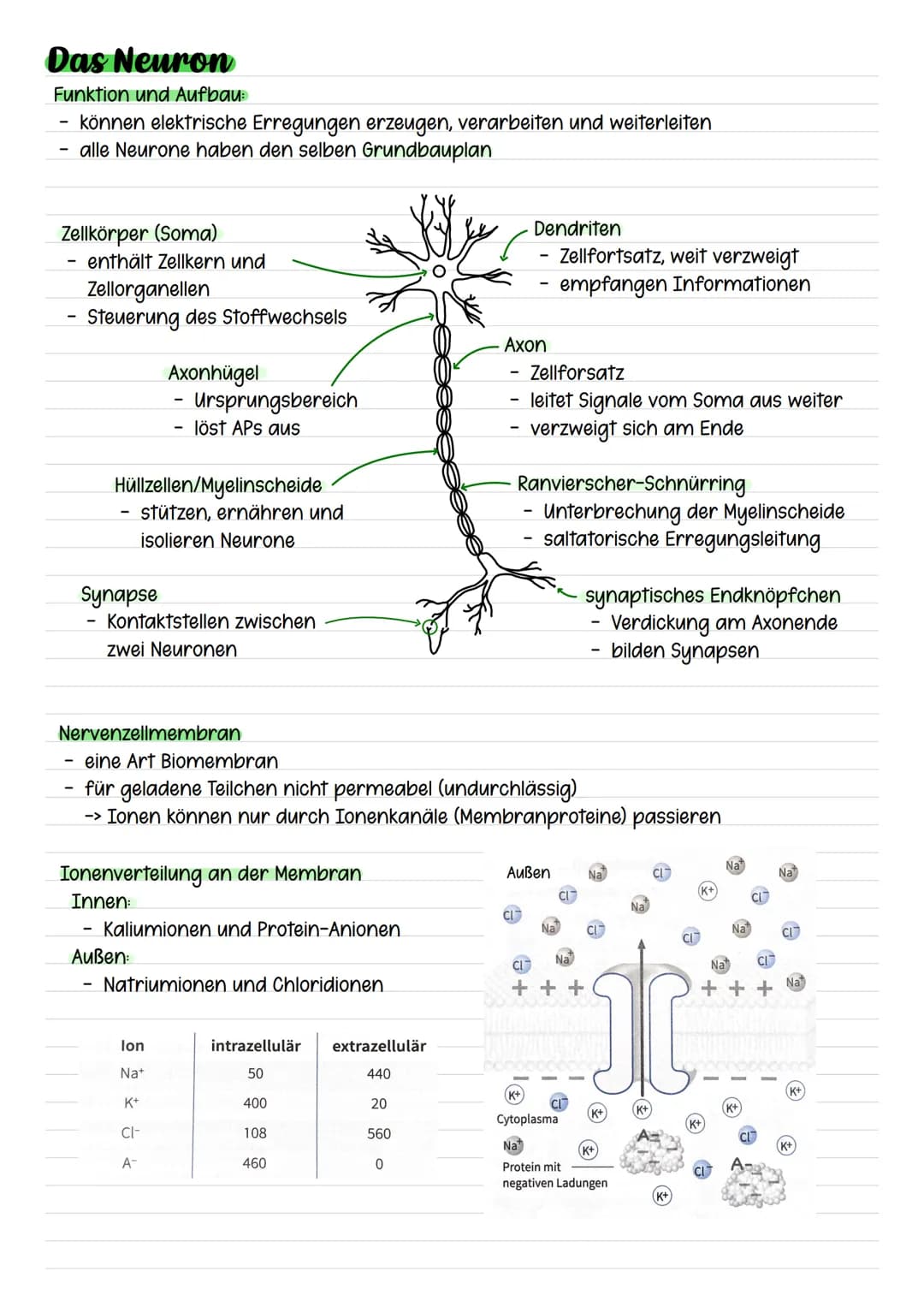 # Das Neuron
Funktion und Aufbau:
- können elektrische Erregungen erzeugen, verarbeiten und weiterleiten
- alle Neurone haben den selben Gru