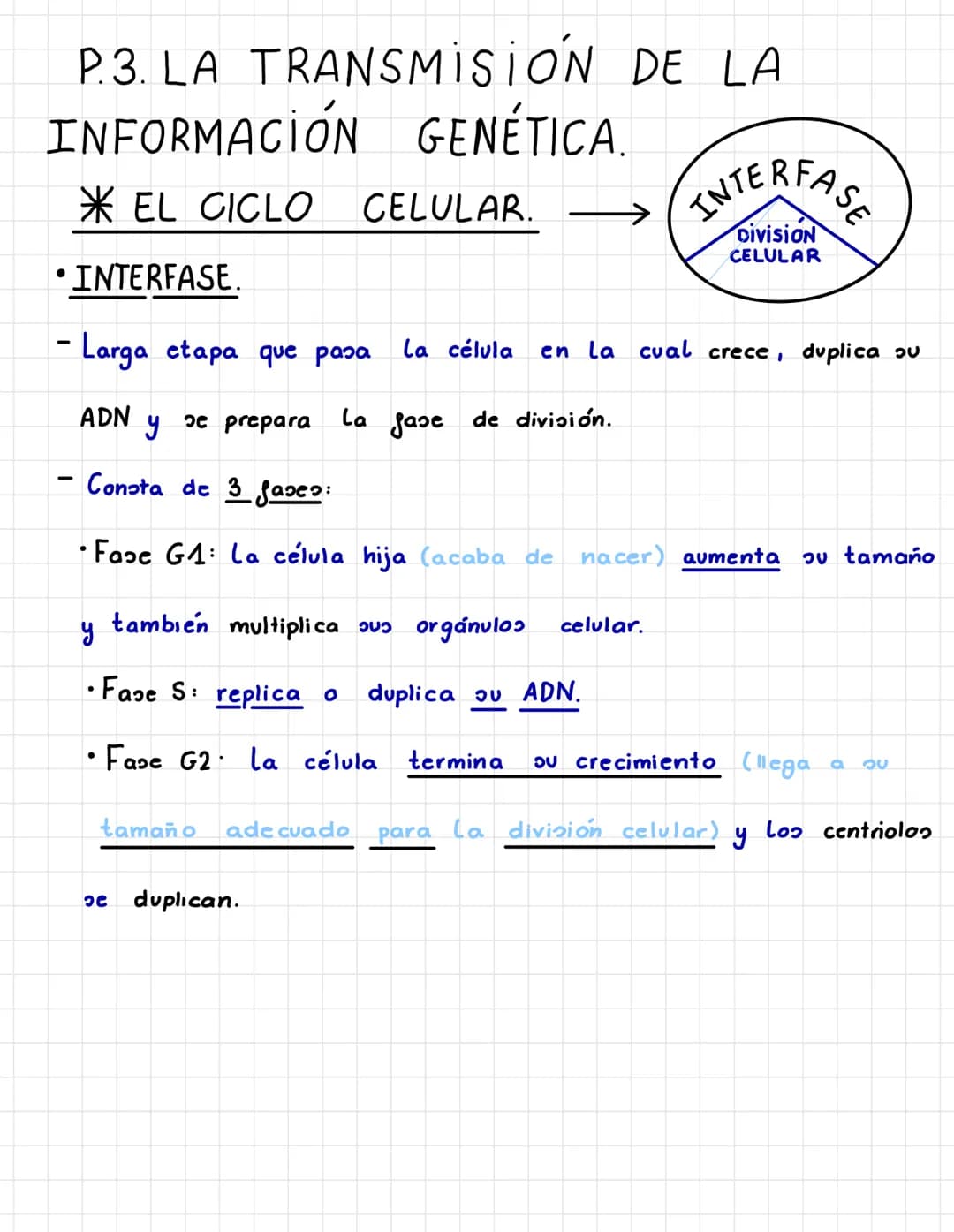 P.3. LA TRANSMISIÓN DE LA
INFORMACIÓN GENÉTICA.
* EL CICLO CELULAR. –
• INTERFASE.
- Larga etapa que pasa La célula en la cual crece, duplic